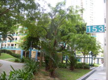 Blk 153 Toa Payoh Sapphire (Toa Payoh), HDB 5 Rooms #404932